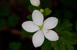 Eastern false rue anemone